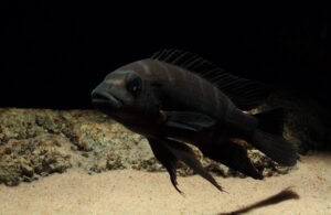 Pseudotropheus crabro 'Nakantenga Island'